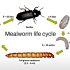How to grow mealworms?
