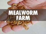 How to Start a Mealworm Farm
