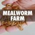 What to Feed Chickens in Winter?