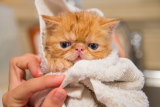 Everything You Need to Know Before Adopting a Persian Cat