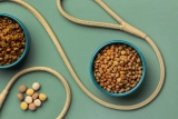 Functional foods in pet nutrition for dogs and cats