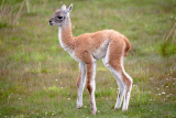 Everything About the Guanaco