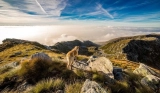 Traveling with your beloved pets in Australia is now easier than ever!