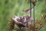 What Do Baby Birds Eat?