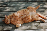 What Does Catnip Do to Cats?
