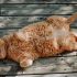 Your Microchip Cat Flap is not too Small for Your Cat
