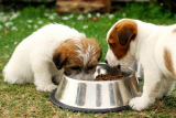 Which people foods are safe for dogs?