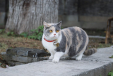 What You Should Know About a Cat Collar