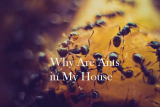 Why Are Ants in My House