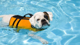 Why dog need dog life jacket