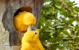 Why is Bird Poop White?