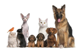 5 Ways To Care For The Health And Well-Being Of Your Pet