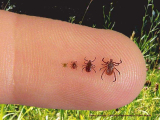 Diseases Caused By Insects And Their Symptoms
