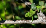 Can Leopard Geckos Eat Earthworms?