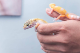 Can Leopard Geckos Eat Fruit?