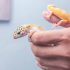 How Long Can Leopard Gecko Go Without Food?