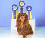The AKC Dog Shows and the Plight of Chocolate Cavalier King Charles Spaniels