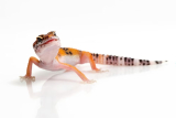 Do leopard geckos bite?