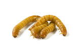 Do mealworms bite?