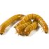 How many mealworms to feed a leopard gecko?
