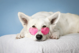 Dog breeding for beginners