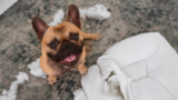 How to make a constipated dog poop quickly?