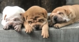 How Do Puppies Get Parvo?