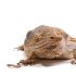 What to feed mealworms?