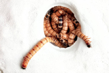 How to breed mealworms?
