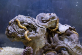 How to keep mealworms alive?