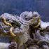 How many mealworms to feed a leopard gecko?