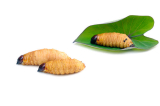 How to raise mealworms for chickens?