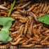 How to breed mealworms?