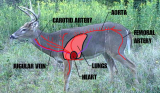Shot Placement on a Deer with a Bow