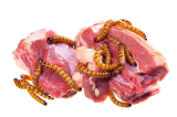 Superworm Beetle – Zophobas Morio