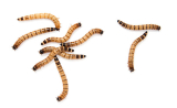 Superworms For Bearded Dragons