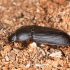 How to raise mealworms for chickens?