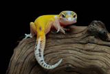 What do leopard geckos eat?
