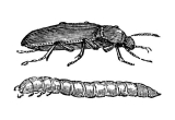 What do mealworms turn into?