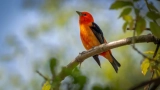 What Does it Mean When a Bird Poops on You?
