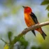 What does it mean when you see a red bird?