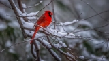 What does it mean when you see a red bird?