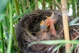 What to Feed a Baby Bird?