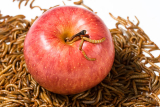 What to feed mealworms?