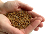 Where are mealworms found in nature?