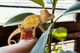 Where Do Leopard Geckos Live?